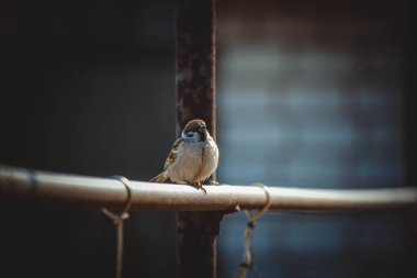 female house sparrow passer domesticus