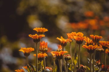 Bahçe kadife çiçeğinin parlak, güneşli çiçeği 