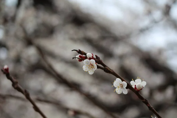 Fleur Abricot Sur Une Branche — Photo