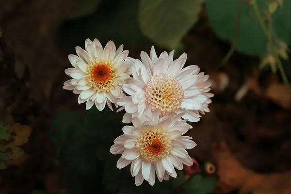 Fiori Crisantemo Giardino Bianchi Gialli — Foto Stock