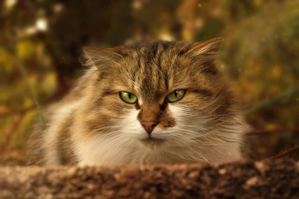 Portrait Greeneyed Cat — Photo