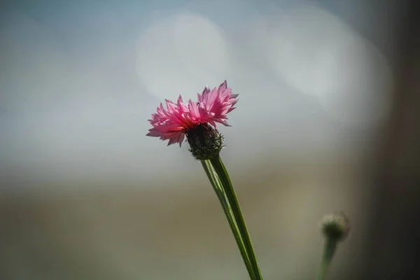 One Pink Cornflower Green Background — Foto Stock