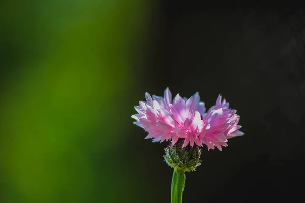 One Pink Cornflower Green Background — Zdjęcie stockowe