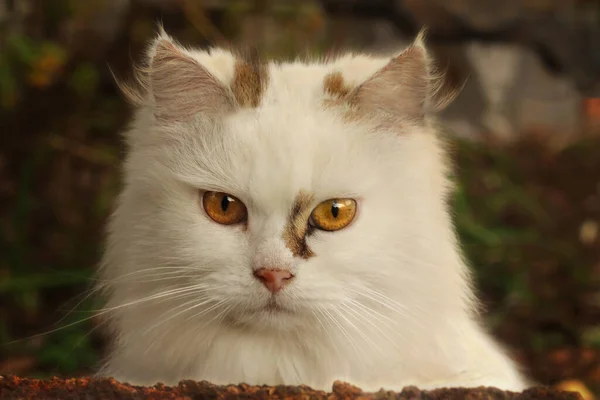 Portrait Yelloweyed White Cat — Fotografia de Stock