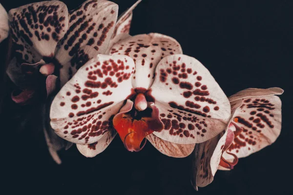 White Red Orchid Black Background — 图库照片