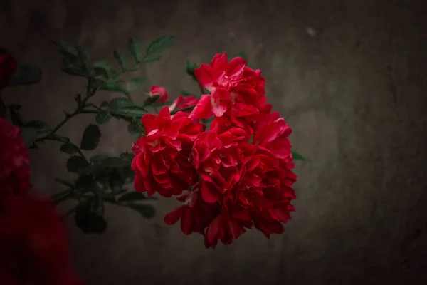 Una Rama Rosas Rojas Sobre Fondo Oscuro — Foto de Stock