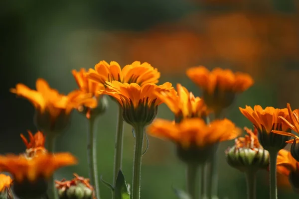 Bright Sunny Flower Garden Marigold — Foto Stock
