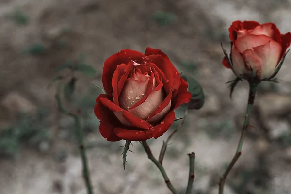 Rocío Una Rosa Roja Jardín — Foto de Stock