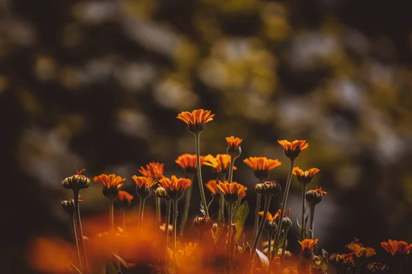 Jasny Słoneczny Kwiat Nagietka Ogrodowego — Zdjęcie stockowe