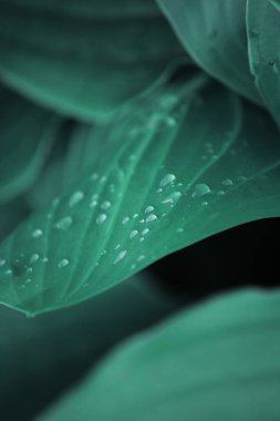 Koyu yeşil yapraklar yağmur damlaları ya da çiğ taneleri 