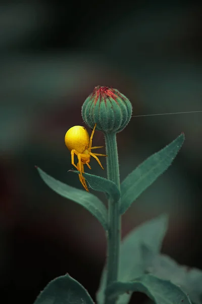 Araña Amarilla Brillante Sobre Una Flor Caléndula Jardín Sobre Fondo —  Fotos de Stock