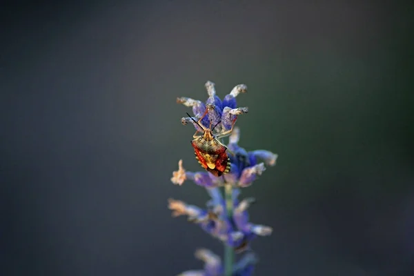 Bright Red Beetle Lavender Flowers —  Fotos de Stock