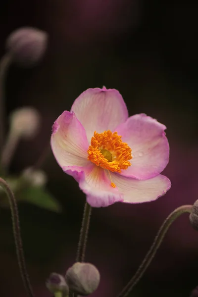 Finom Rózsaszín Fehér Anemone Virágok Kertben — Stock Fotó