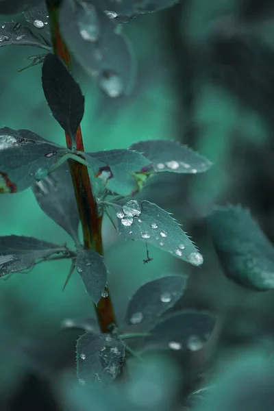 Σκούρα Πράσινα Φύλλα Σταγόνες Βροχής Δροσιά — Φωτογραφία Αρχείου