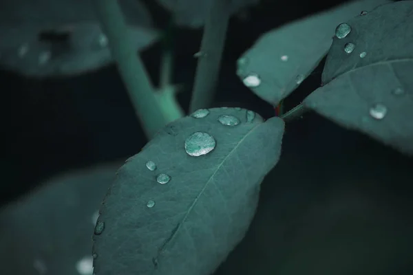 Dark Green Leaves Raindrops Dew — Foto Stock