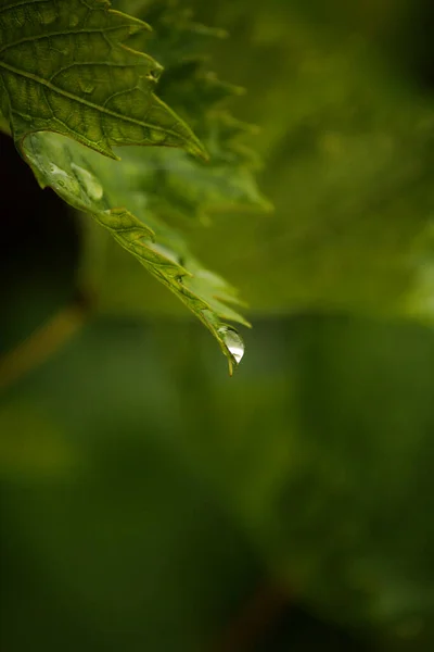 Kropla Deszczu Zwisająca Zielonego Liścia Winogron — Zdjęcie stockowe