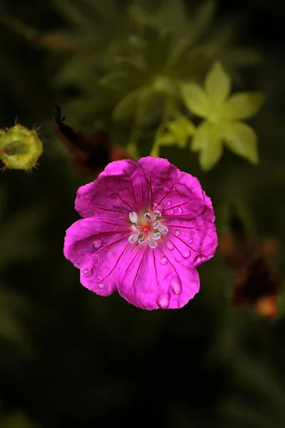 Bright Pink Flower Dew Green Background — Zdjęcie stockowe