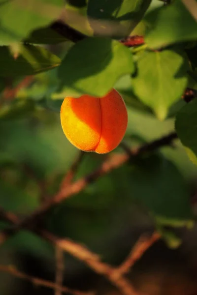 One Yellow Apricots Branch — 图库照片