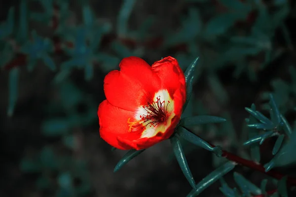 Bright Red Little Flower Dark Green Background — Φωτογραφία Αρχείου