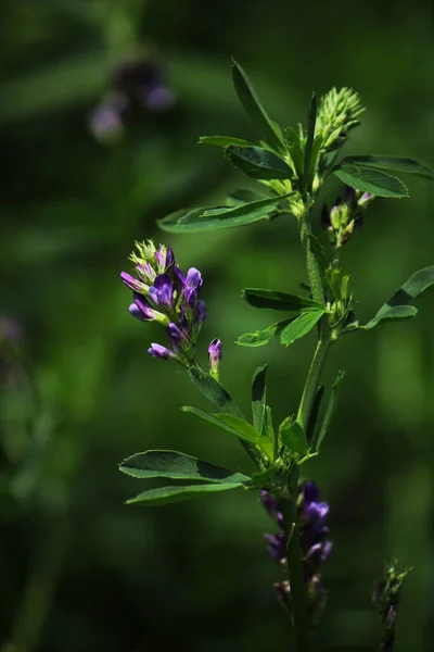 Small Purple Wildflowers Green Background — Stock fotografie