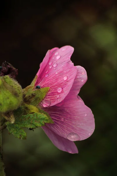 Rózsaszín Mályvacukor Virág Egy Sötét Háttér — Stock Fotó