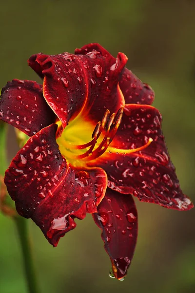 Dark Red Lily Flower Raindrops Green Background — Stok fotoğraf