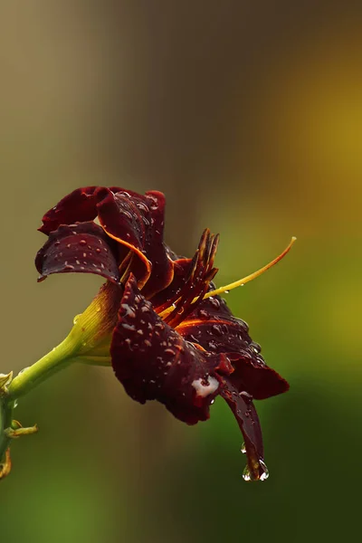 Dark Red Lily Flower Raindrops Green Background — 스톡 사진