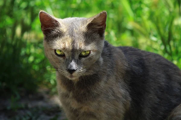 Stern Look Gray Stray Cat — Fotografia de Stock