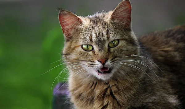 Portrait Meowing Cat Green Background — Stock Photo, Image