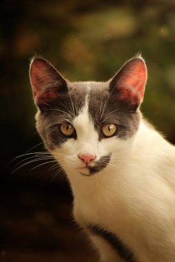 Gray and white cat summer photo 