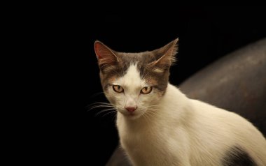 Gray and white yellow-eyed cat
