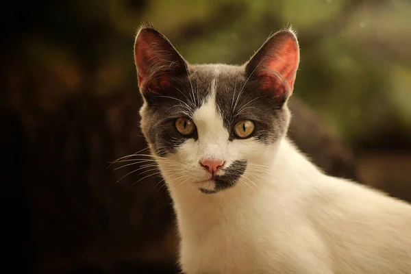 Gray White Cat Summer Photo — ストック写真