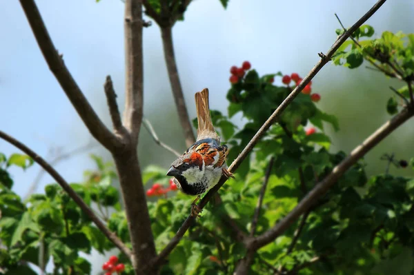 A sparrow on a crimson branch among the greenery 
