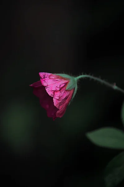 Pink Flower Cracks Black Background — Stockfoto