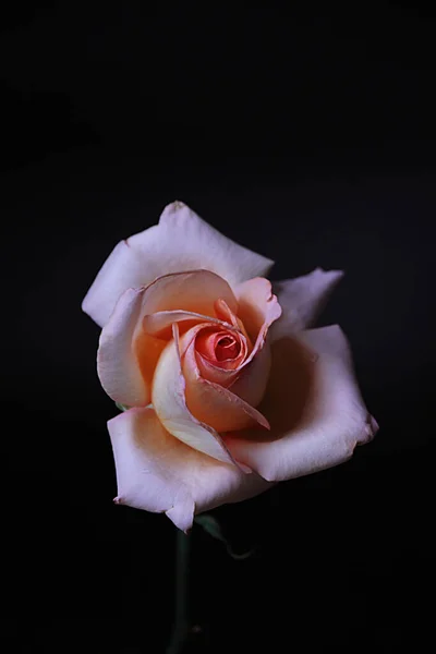 Delicate Pink Rose Flower Black Background — Stok fotoğraf