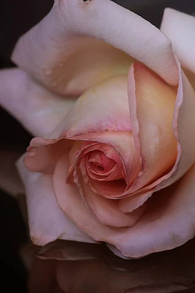Close Delicate Pink Rose Flower Black Background — стоковое фото