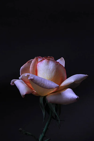 Delicate Pink Rose Flower Black Background — Stockfoto