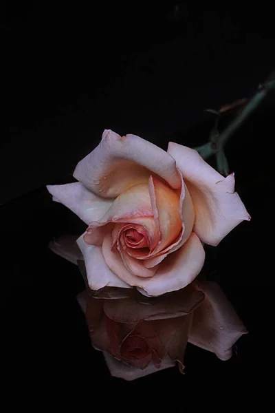 Delicate Pink Rose Flower Glass Reflection Black Background — Φωτογραφία Αρχείου