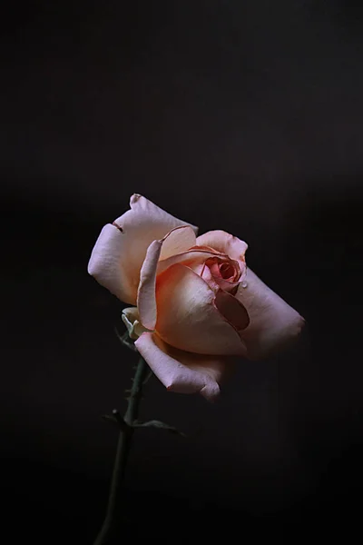 Delicate Pink Rose Flower Black Background — Stockfoto