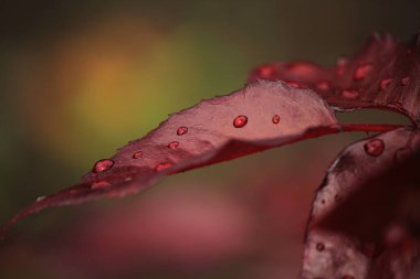 Red rose leaf with raindrops