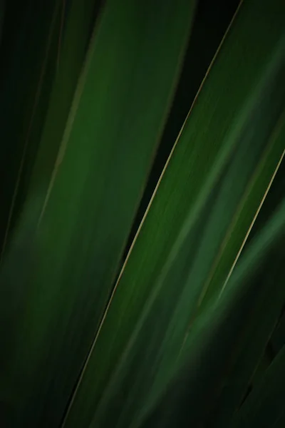 dark green leaf background