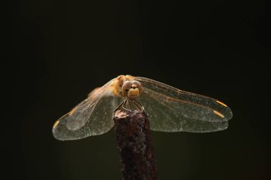 big dragonfly insect on a green background