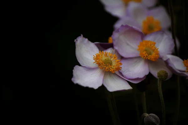 Білі Квіти Анемони Чорному Фоні — стокове фото