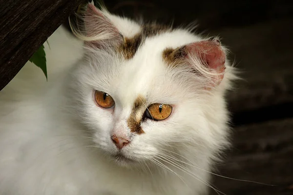 Portrait White Yellow Eyed House Cat Black Background — Stockfoto