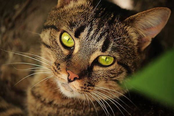 Close Portrait Green Eyed Cat — ストック写真