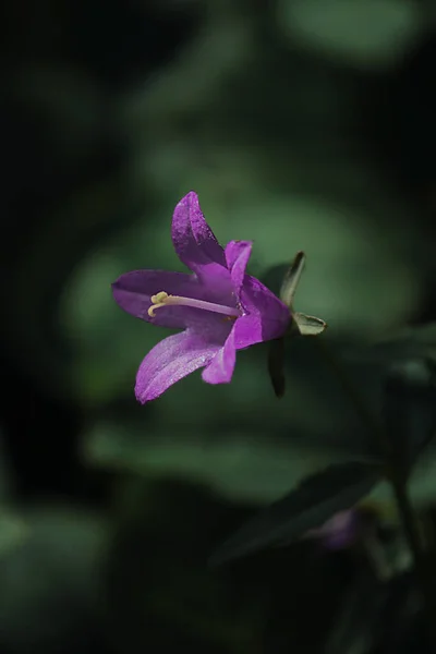 Close Purple Bell Flower — Stockfoto