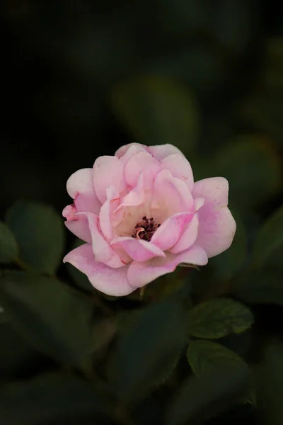 A delicate pink rose flower on a black background