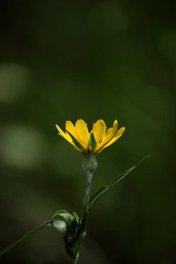 Yeşil arka planda parlak sarı papatya çiçeği