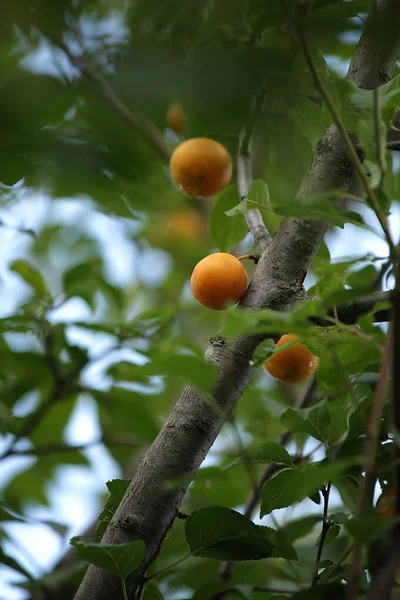 Sarı Erik Meyvesi Ağaçta Bir Dalda Yaprakta — Stok fotoğraf