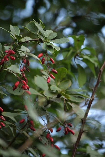 Petites Baies Rouges Épine Vinette Sur Une Branche Verte Dans — Photo